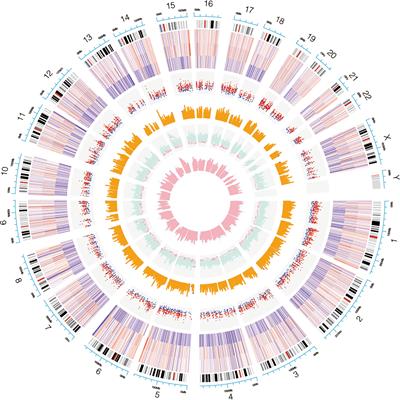 Comprehensive Analysis of circRNA Expression Profiles During Cervical Carcinogenesis